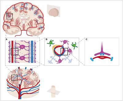 Water channels in the brain and spinal cord—overview of the role of aquaporins in traumatic brain injury and traumatic spinal cord injury